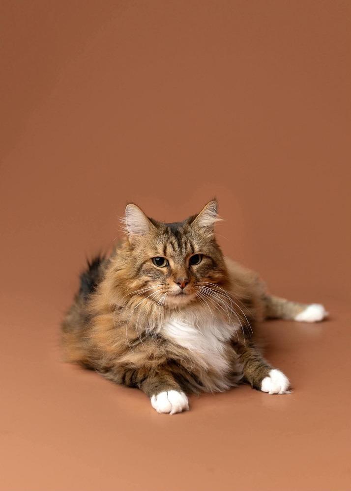 Enlarge Tiggy, a Adoptable mixed breed in WARNER ROBINS, GA image 2/6