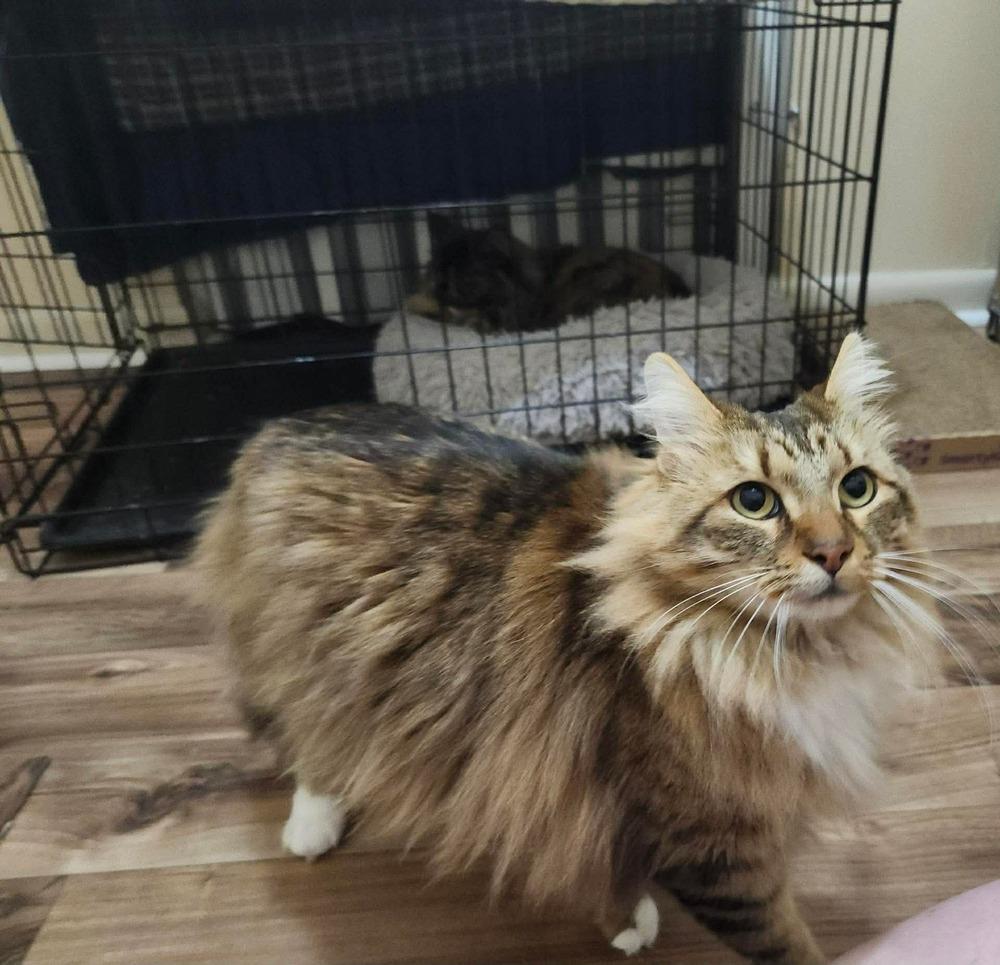 Enlarge Tiggy, a Adoptable mixed breed in WARNER ROBINS, GA image 4/5