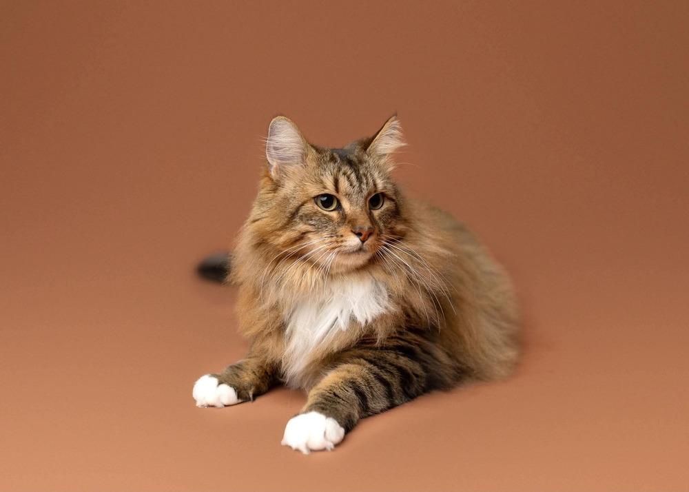 Enlarge Tiggy, a Adoptable mixed breed in WARNER ROBINS, GA image 3/6