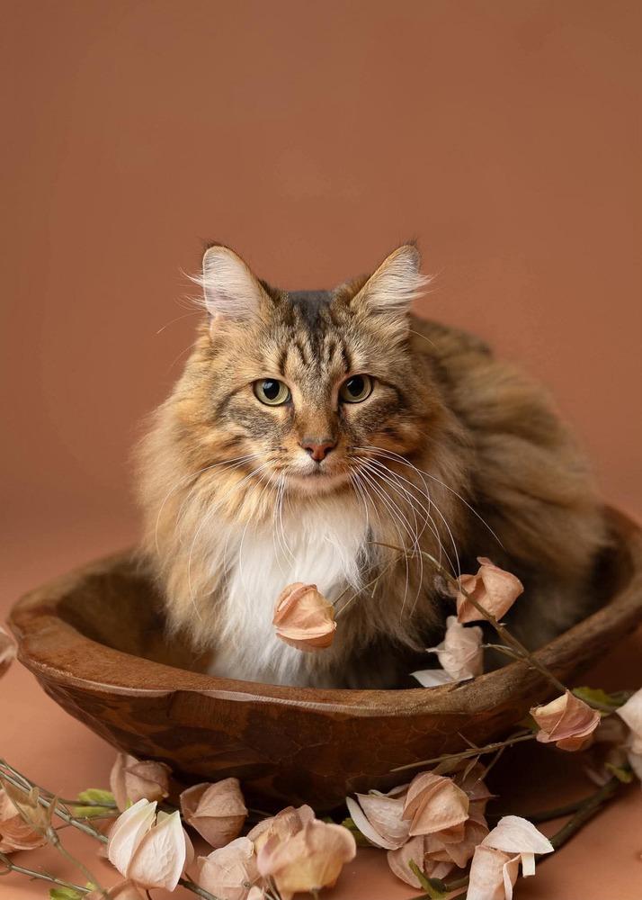 Enlarge Tiggy, a Adoptable mixed breed in WARNER ROBINS, GA image 4/6