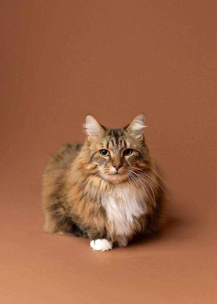 Enlarge Tiggy, a Adoptable mixed breed in WARNER ROBINS, GA image 5/6