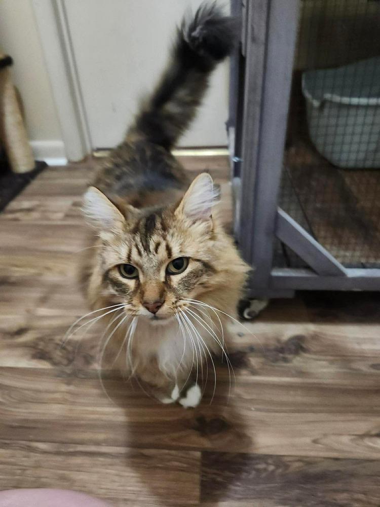 Enlarge Tiggy, a Adoptable mixed breed in WARNER ROBINS, GA image 5/5