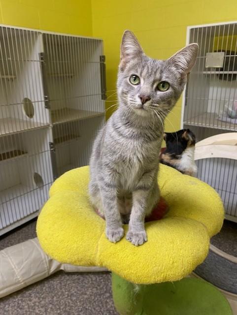 Twinkie, Adoptable, Young Female Tabby.