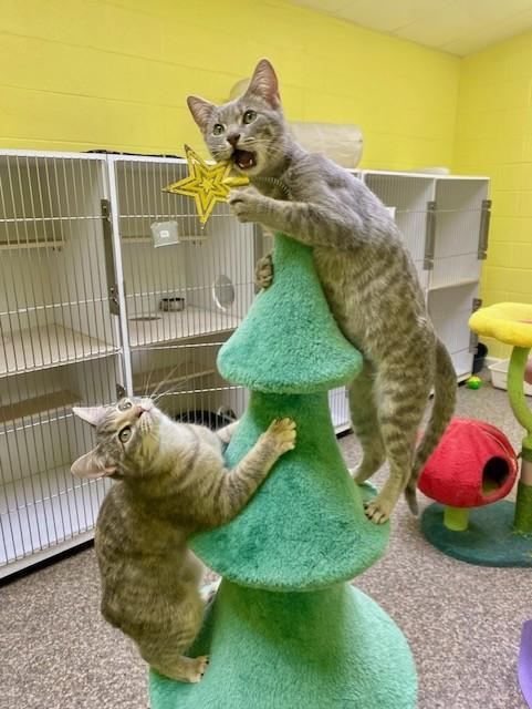 Enlarge Twinkie, a Adoptable Tabby in Memphis, TN image 3/6