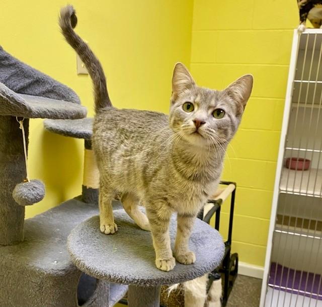 Enlarge Twinkie, a Adoptable Tabby in Memphis, TN image 1/3