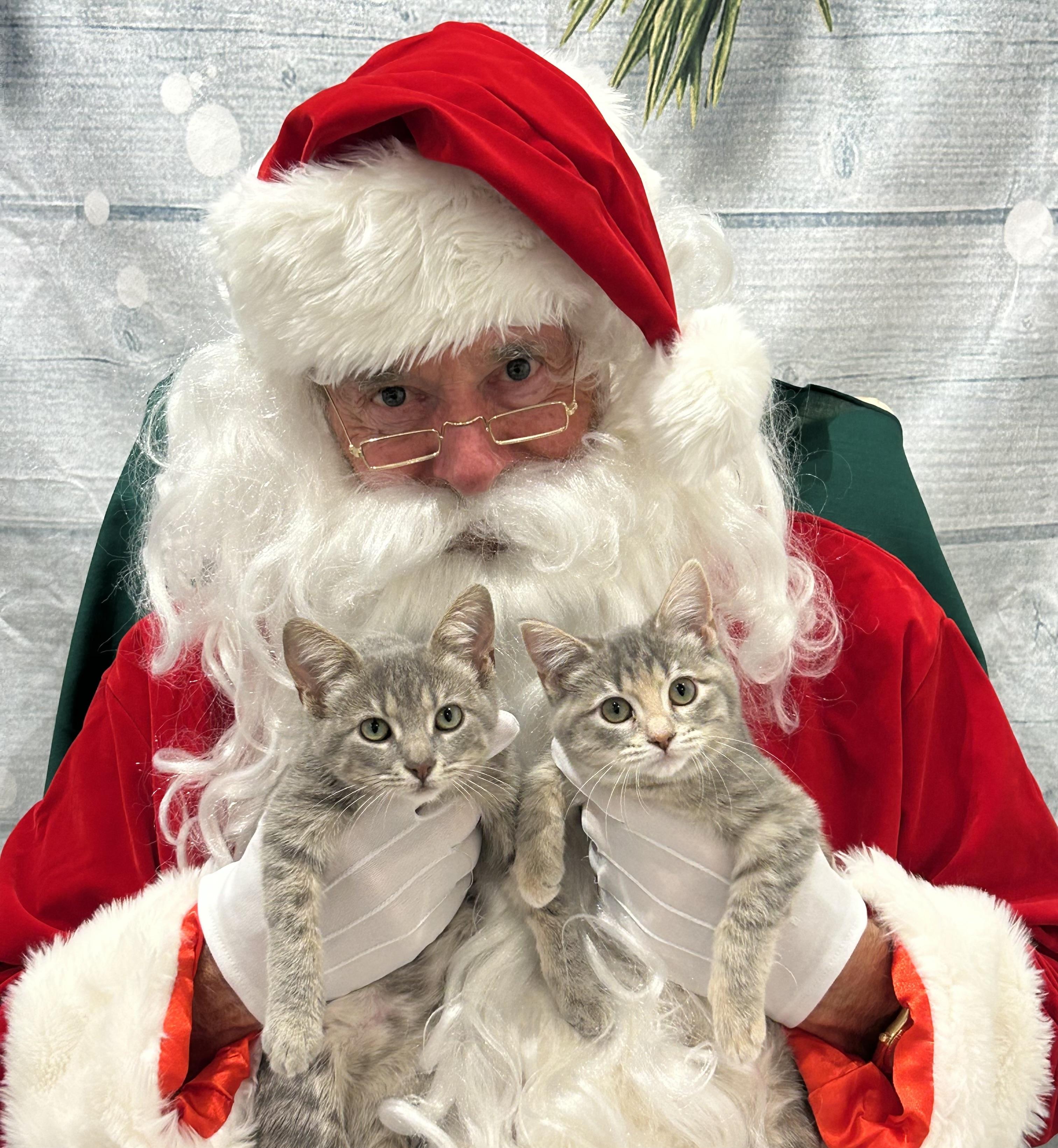 Enlarge Twinkie, a Adoptable Tabby in Memphis, TN image 2/3