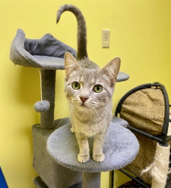 Enlarge Twinkie, a Adoptable Tabby in Memphis, TN image 3/3