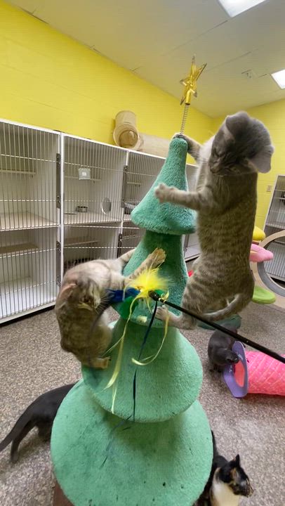 Enlarge Twinkie, a Adoptable Tabby in Memphis, TN video 2/6