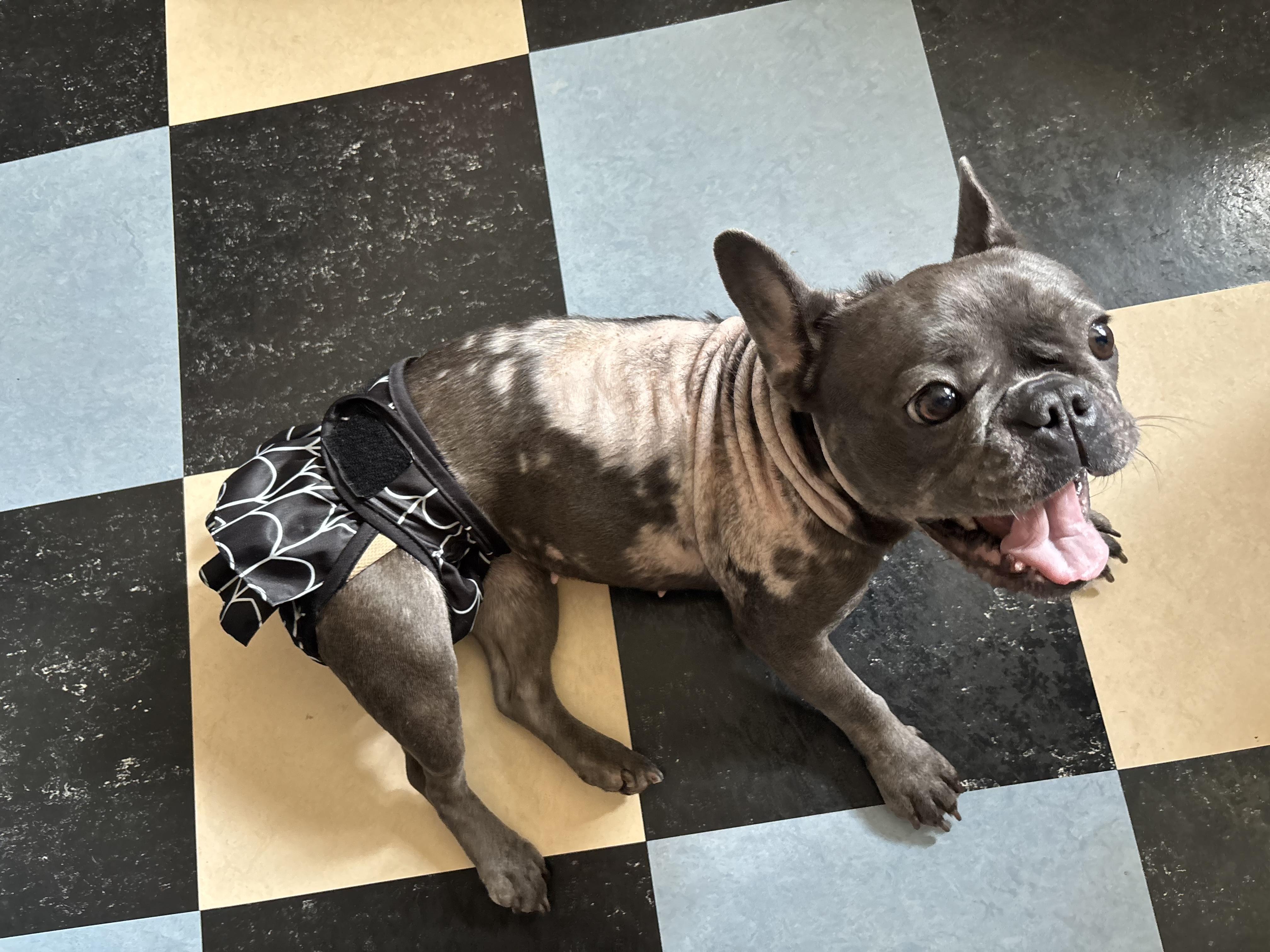 Enlarge Triscuit, an adopted French Bulldog in New Orleans, LA image 1/2