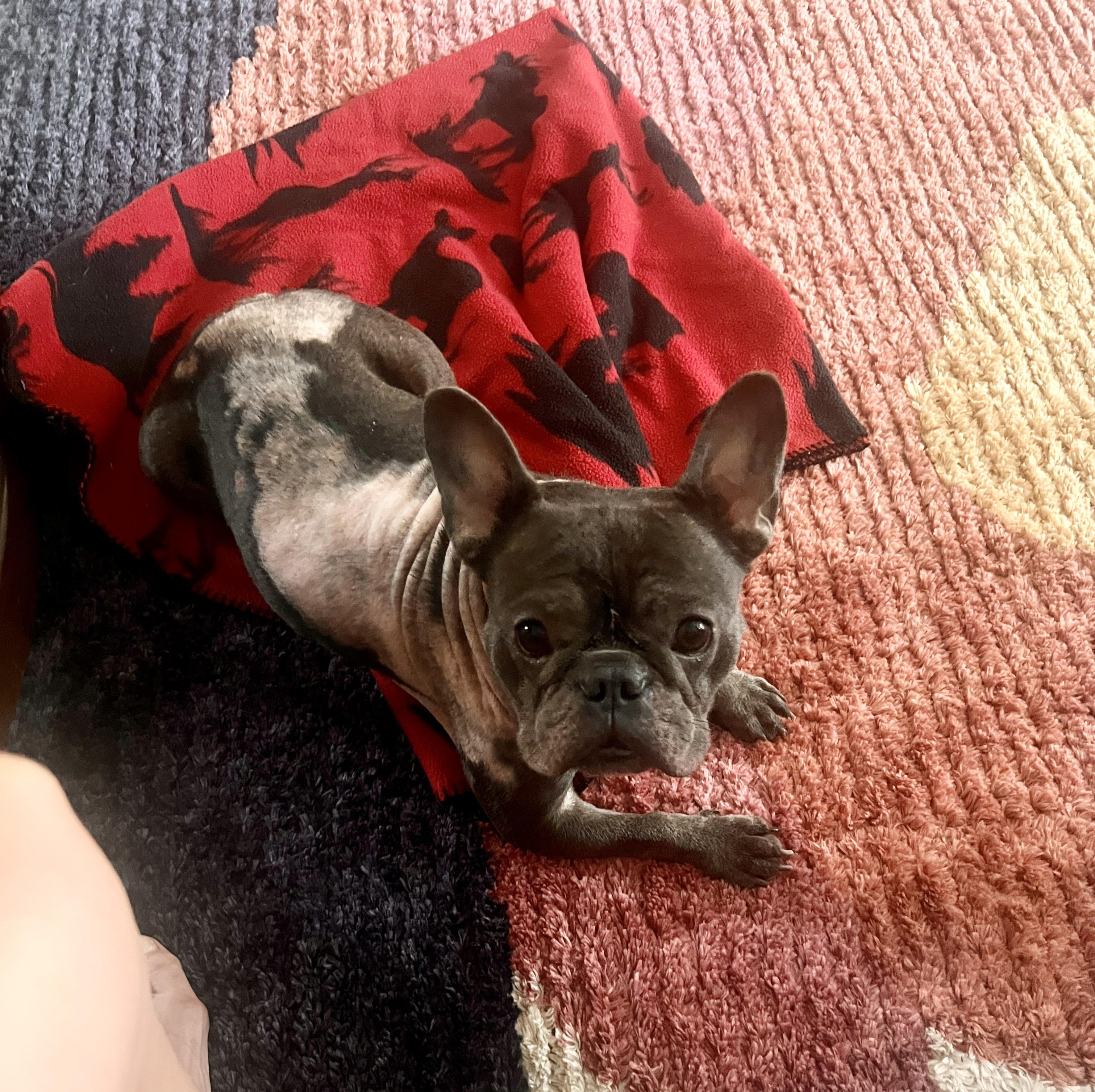 Enlarge Triscuit, an adopted French Bulldog in New Orleans, LA image 2/2