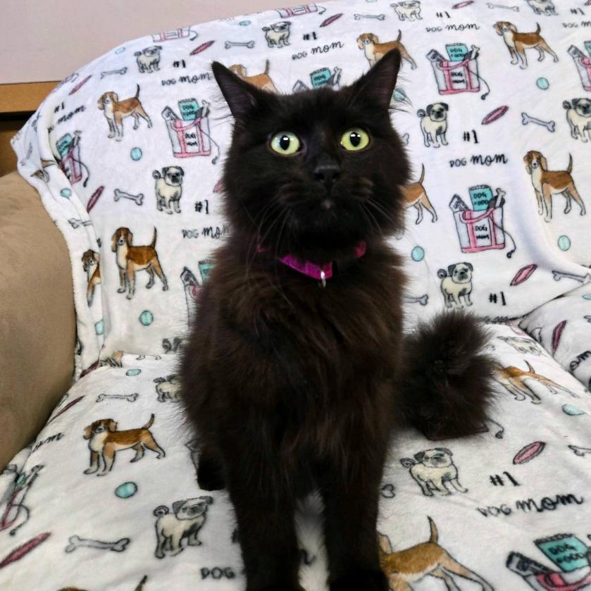 Onyx, Adoptable, Adult Female Domestic Long Hair.