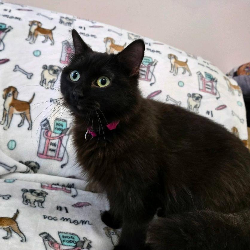 Onyx, a Adoptable Domestic Long Hair in Branson, MO image 2/2