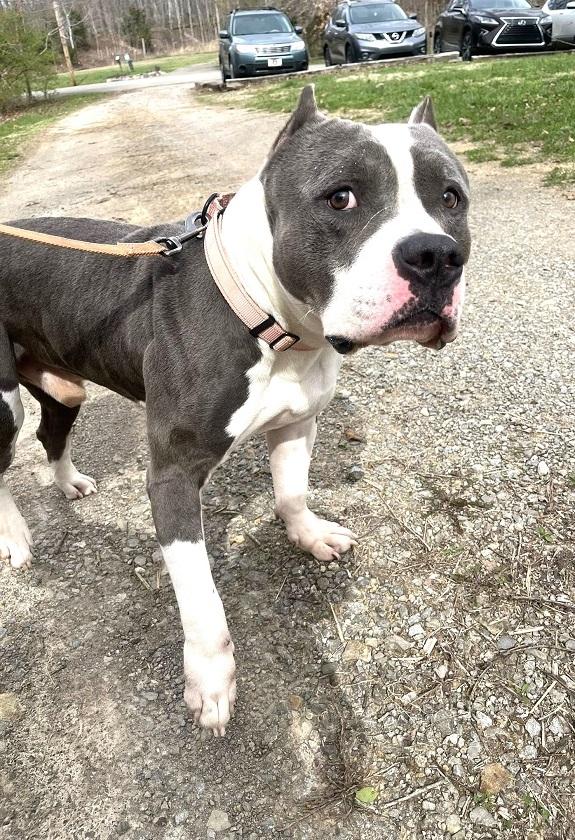 TITAN, an adoptable Pit Bull Terrier in Pegram, TN image 5/6