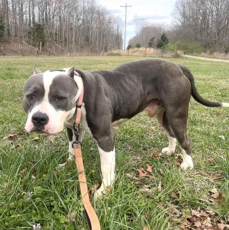 TITAN, an adoptable Pit Bull Terrier in Pegram, TN image 6/6