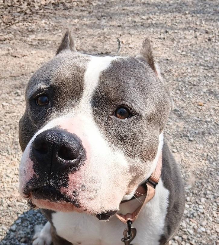 TITAN, an adoptable Pit Bull Terrier in Pegram, TN image 4/6