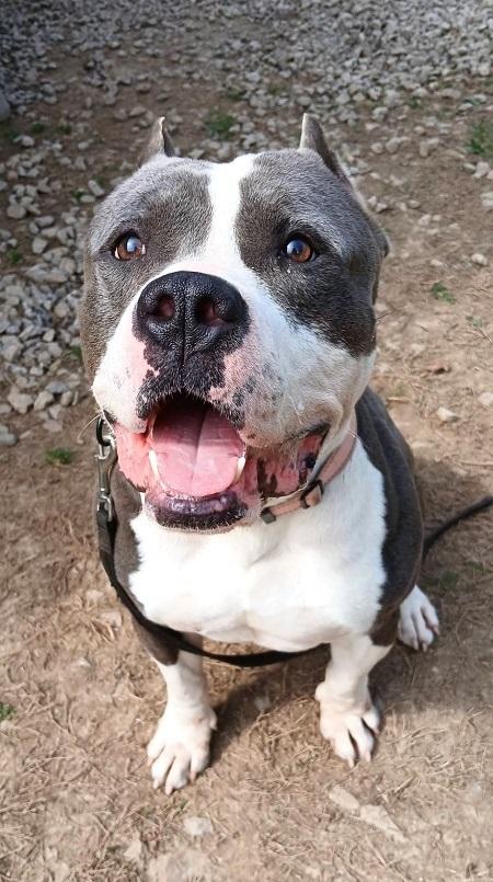 TITAN, an adoptable Pit Bull Terrier in Pegram, TN image 2/6