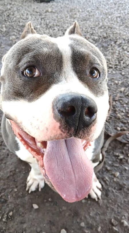 Enlarge TITAN, an adoptable Pit Bull Terrier in Pegram, TN image 2/2