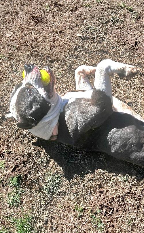 Enlarge TITAN, an adoptable Pit Bull Terrier in Pegram, TN image 1/2