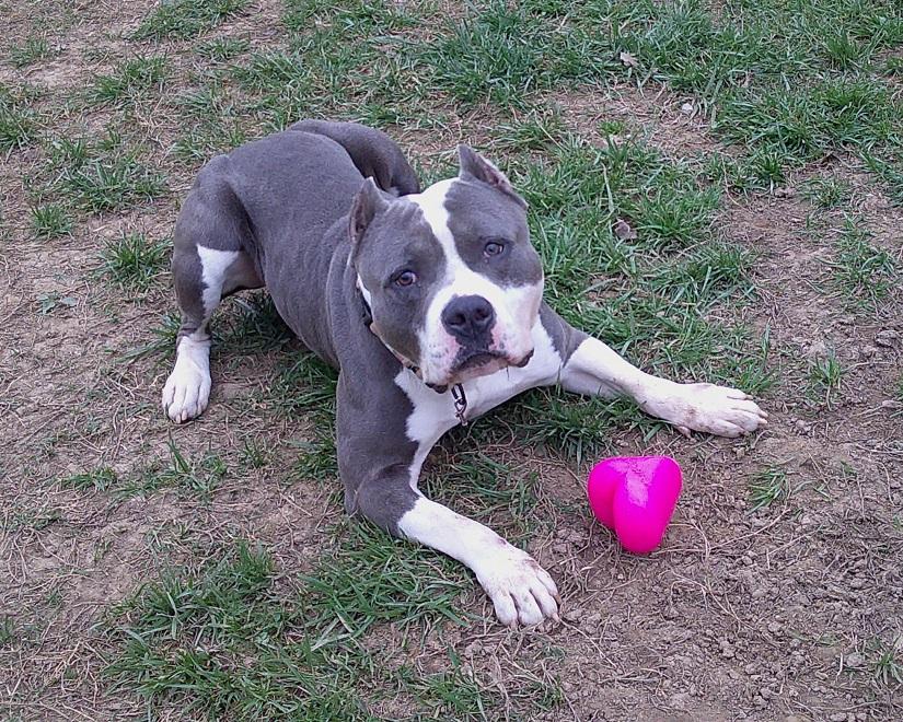 TITAN, an adoptable Pit Bull Terrier in Pegram, TN image 1/6