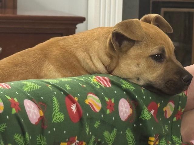 Camila (AA Litter) — thumbnail 5