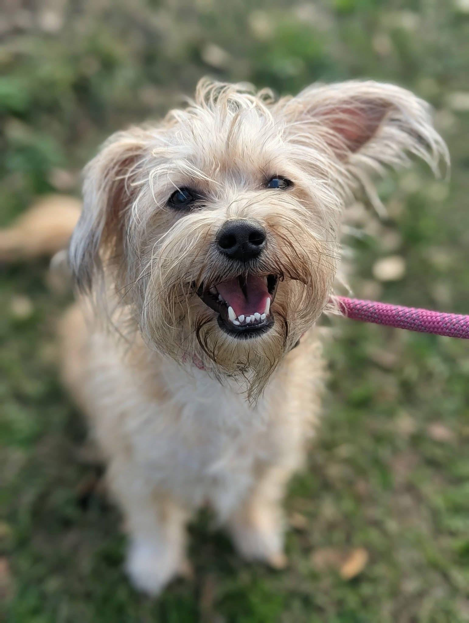 Enlarge Sally , a ADOPTABLE mixed breed in Mendham, NJ image 4/5