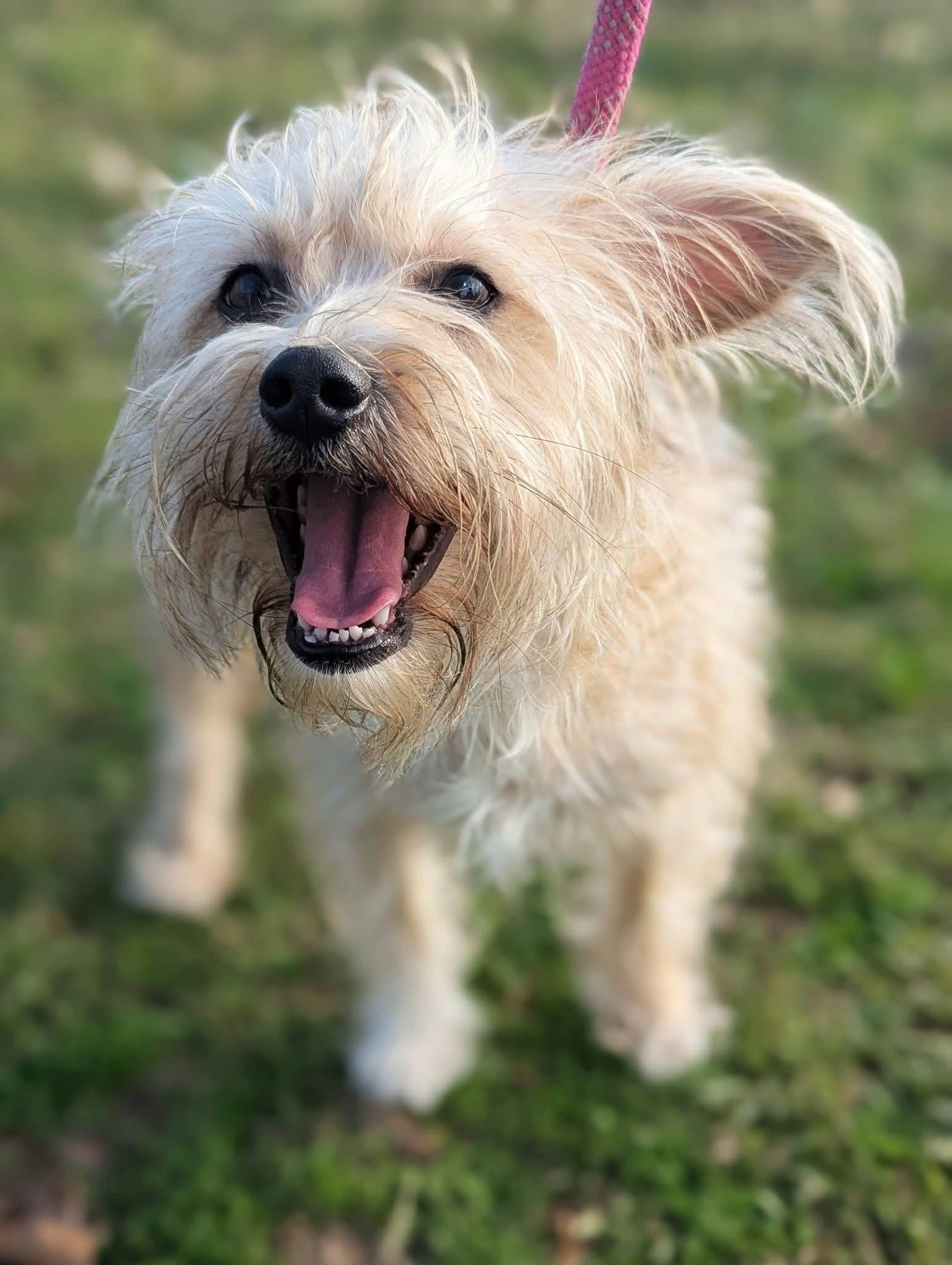 Enlarge Sally , a ADOPTABLE mixed breed in Mendham, NJ image 2/5