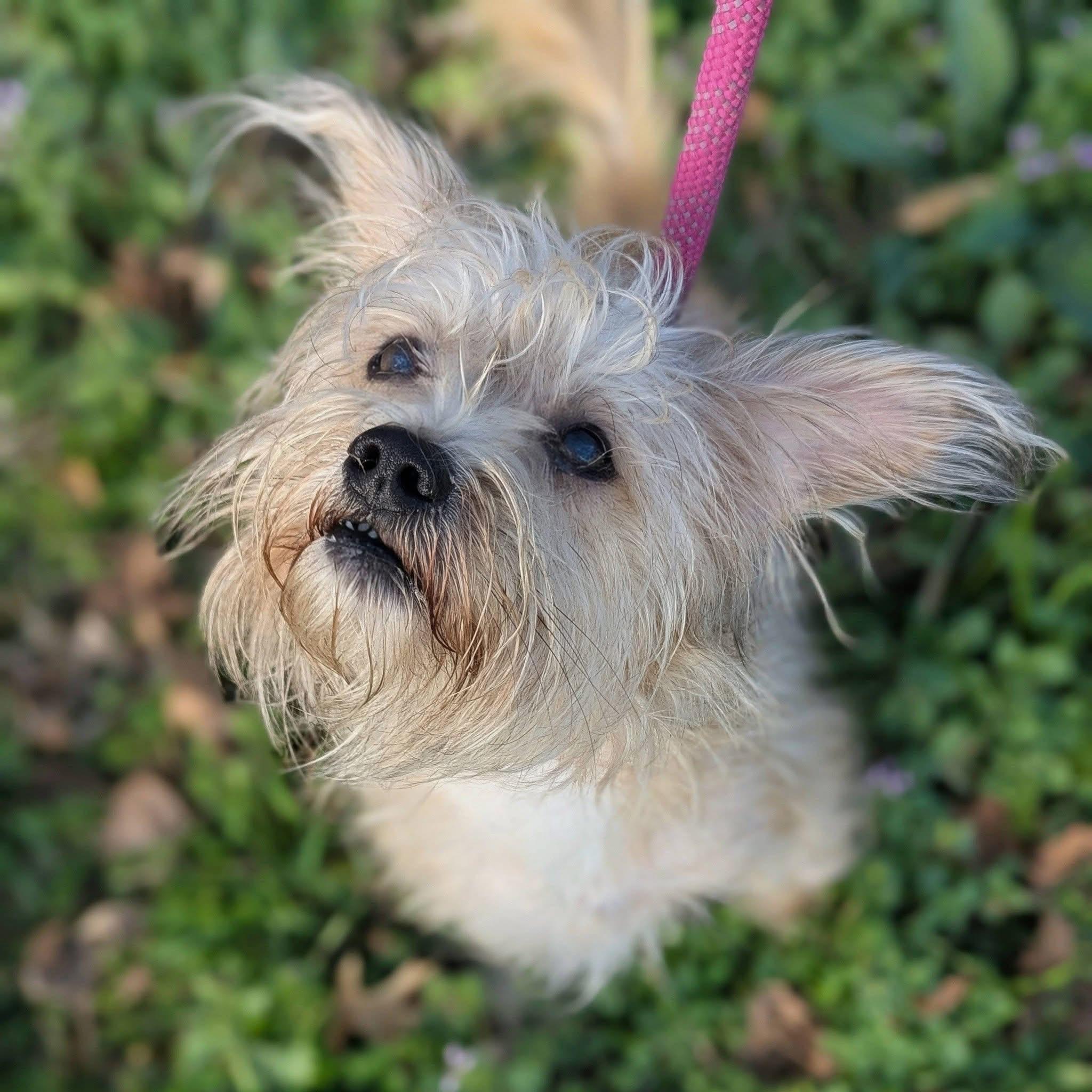 Enlarge Sally , a ADOPTABLE mixed breed in Mendham, NJ image 5/5