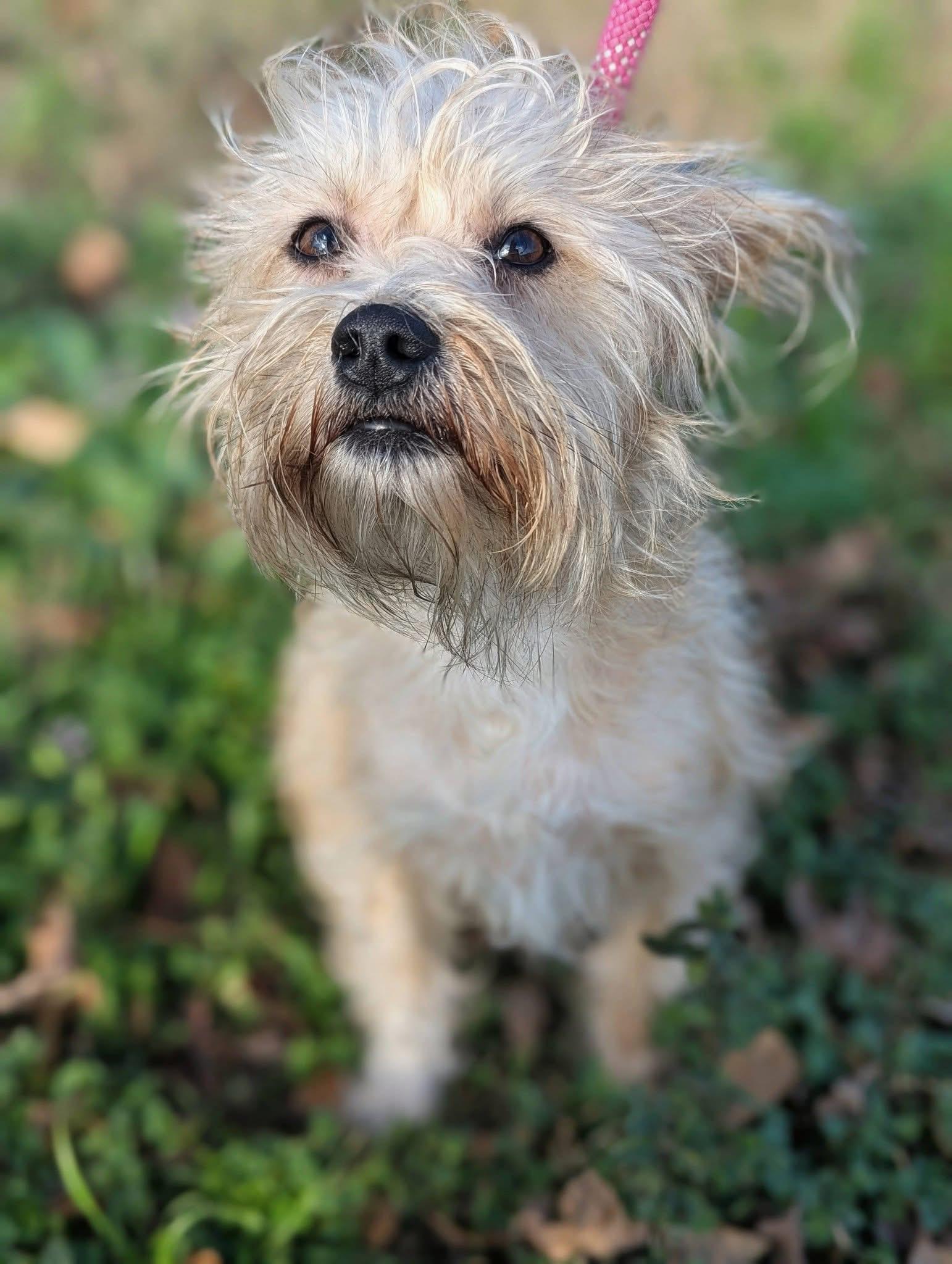 Enlarge Sally , a ADOPTABLE mixed breed in Mendham, NJ image 3/5