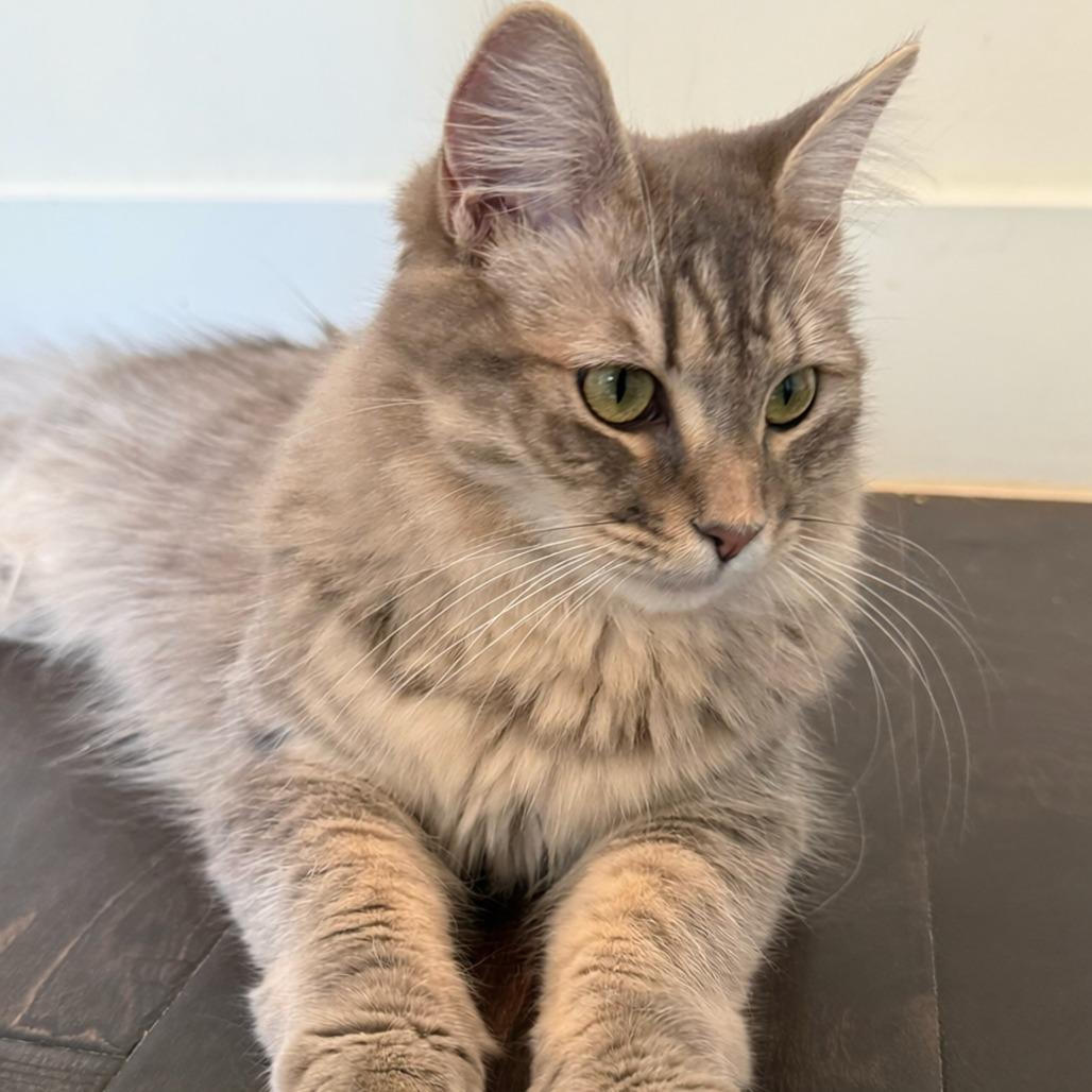 Zelda, Adoptable, Young Female Domestic Medium Hair.