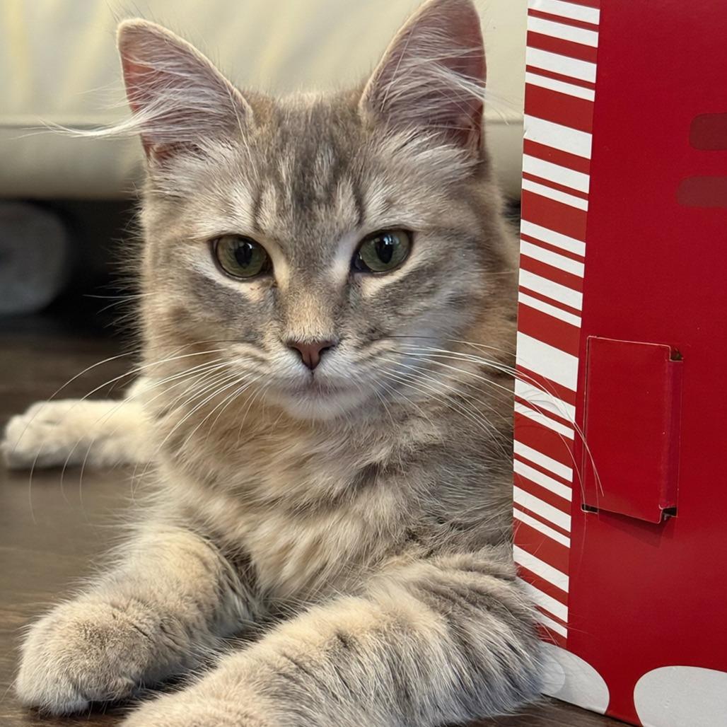 Enlarge Zelda, a Adoptable Domestic Medium Hair in Los Angeles, CA image 2/4