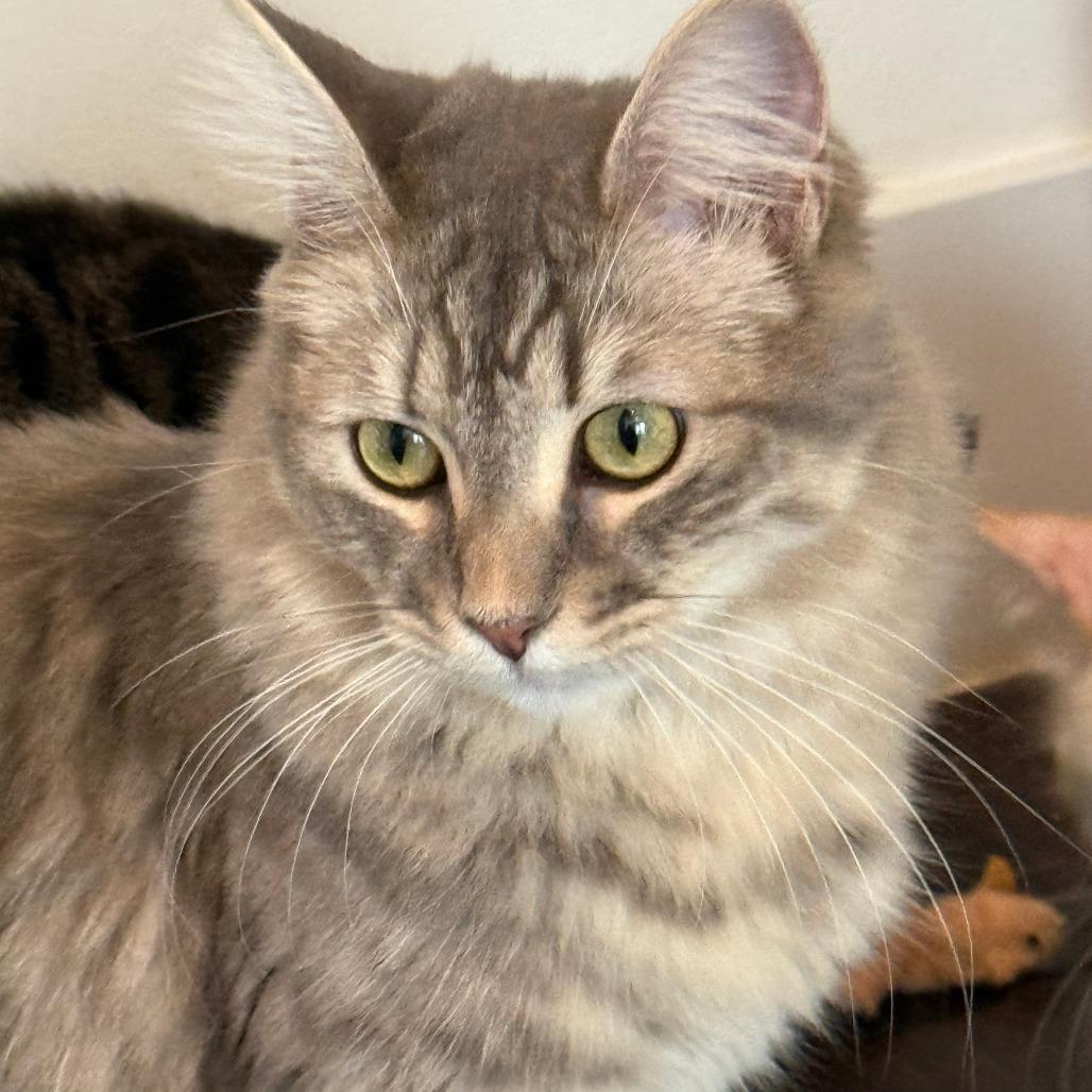 Enlarge Zelda, a Adoptable Domestic Medium Hair in Los Angeles, CA image 3/4