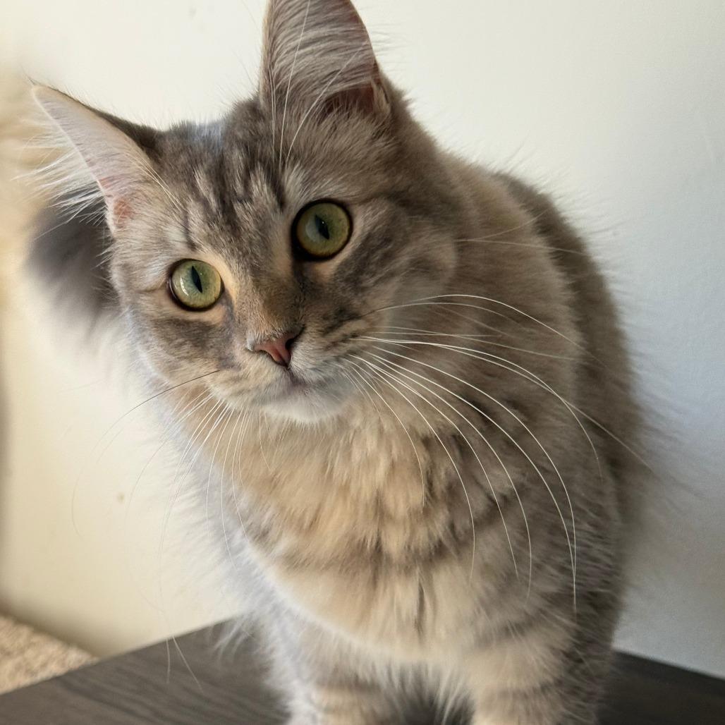 Enlarge Zelda, a Adoptable Domestic Medium Hair in Los Angeles, CA image 4/4