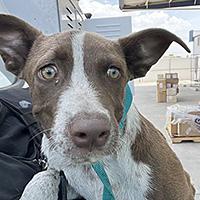 Enlarge Chip - WAITING FOR HIS FOREVER HOME, an adoptable Pit Bull Terrier in Thousand Oaks, CA image 1/2