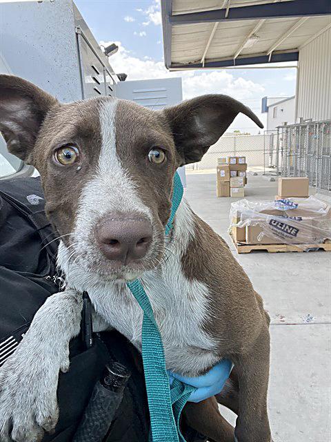 Enlarge Chip - WAITING FOR HIS FOREVER HOME, an adoptable Pit Bull Terrier in Thousand Oaks, CA image 2/2