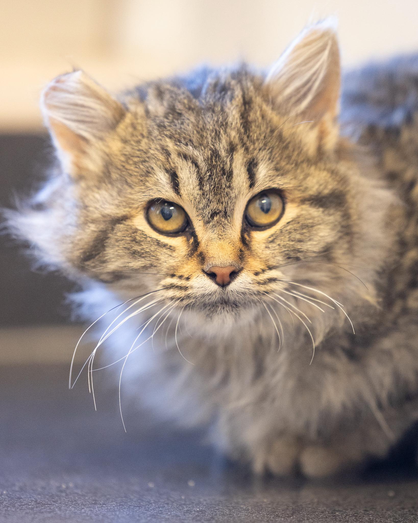Enlarge LILLIAN, a ADOPTABLE Tabby in Moab, UT image 1/1