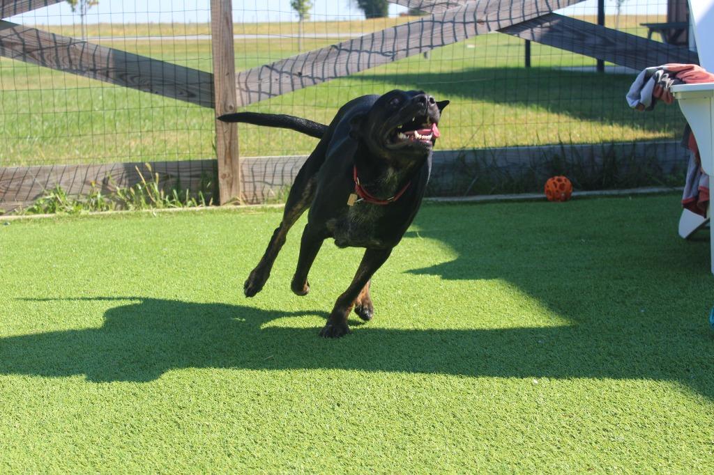 Enlarge Flippers, a Adoptable mixed breed in Chestertown, MD image 5/5