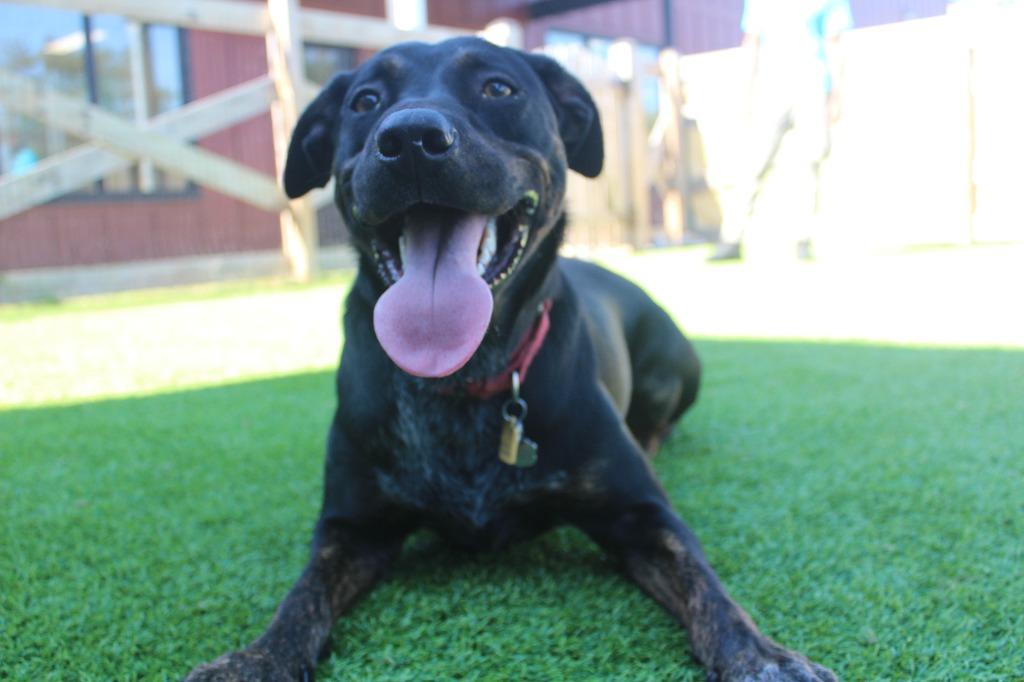 Enlarge Flippers, a Adoptable mixed breed in Chestertown, MD image 3/5