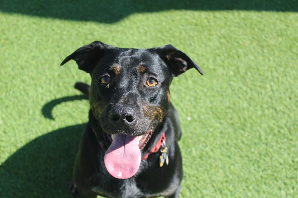 Enlarge Flippers, a Adoptable mixed breed in Chestertown, MD image 4/5