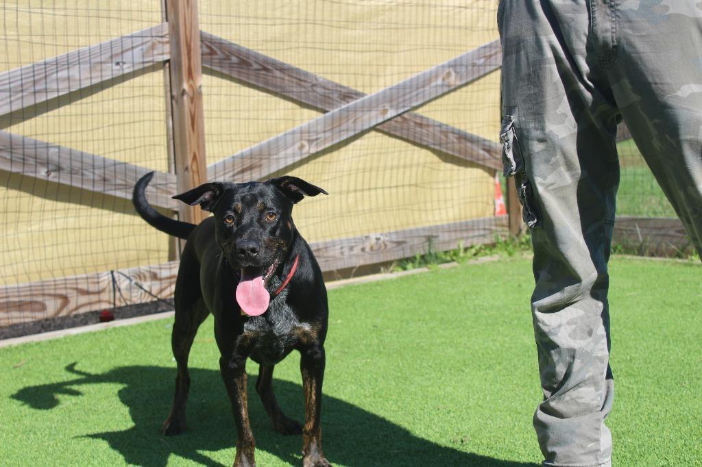 Enlarge Flippers, a Adoptable mixed breed in Chestertown, MD image 2/5