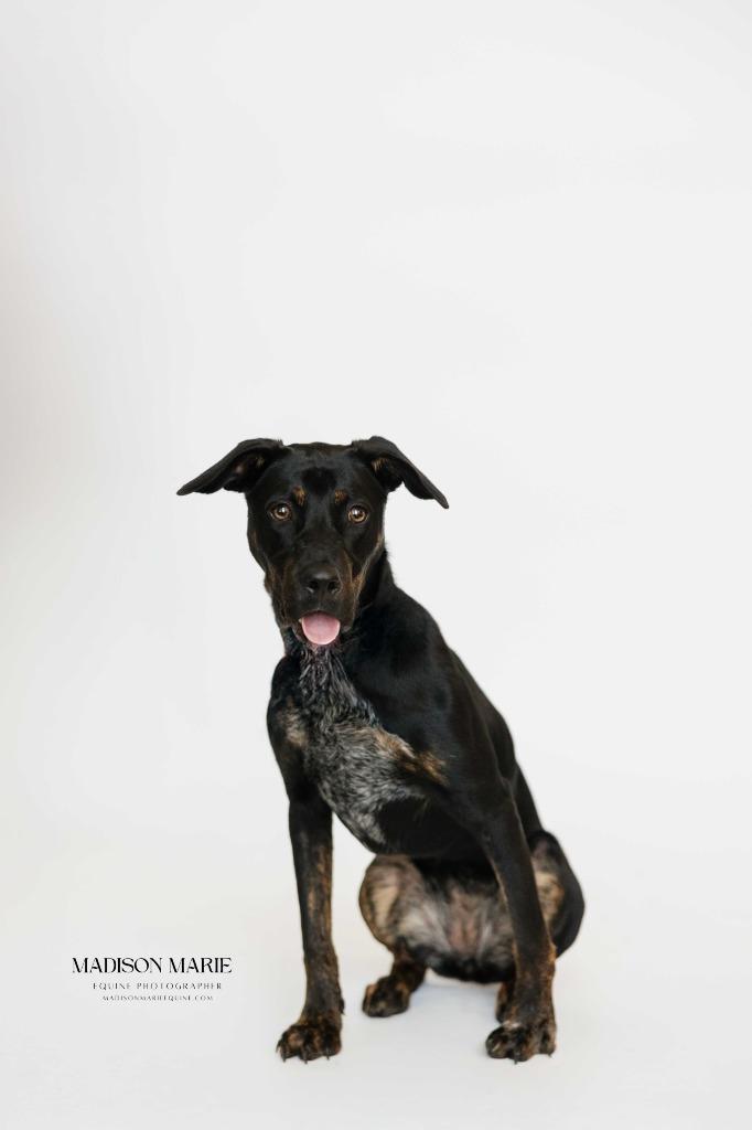 Flippers, Adoptable, Young Female Hound & Rottweiler.