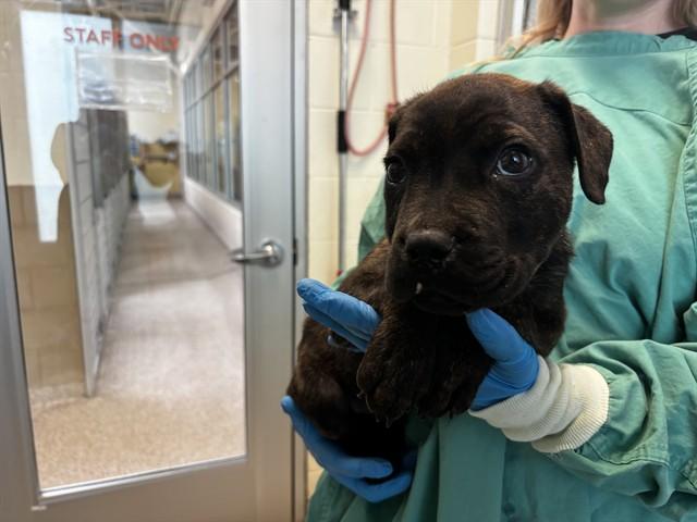 MAX, Adoptable, Puppy Male Pit Bull Terrier & Anatolian Shepherd.