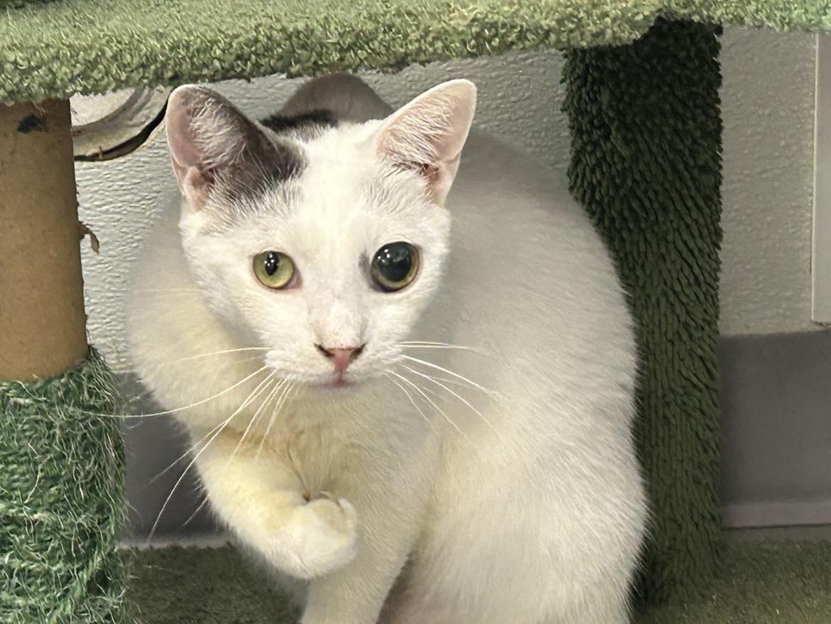 Enlarge Mayo, a Adoptable Domestic Short Hair in Huntington Beach, CA image 1/1