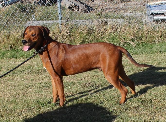 Enlarge WHISKEY, a Adoptable mixed breed in Claremore, OK image 1/4