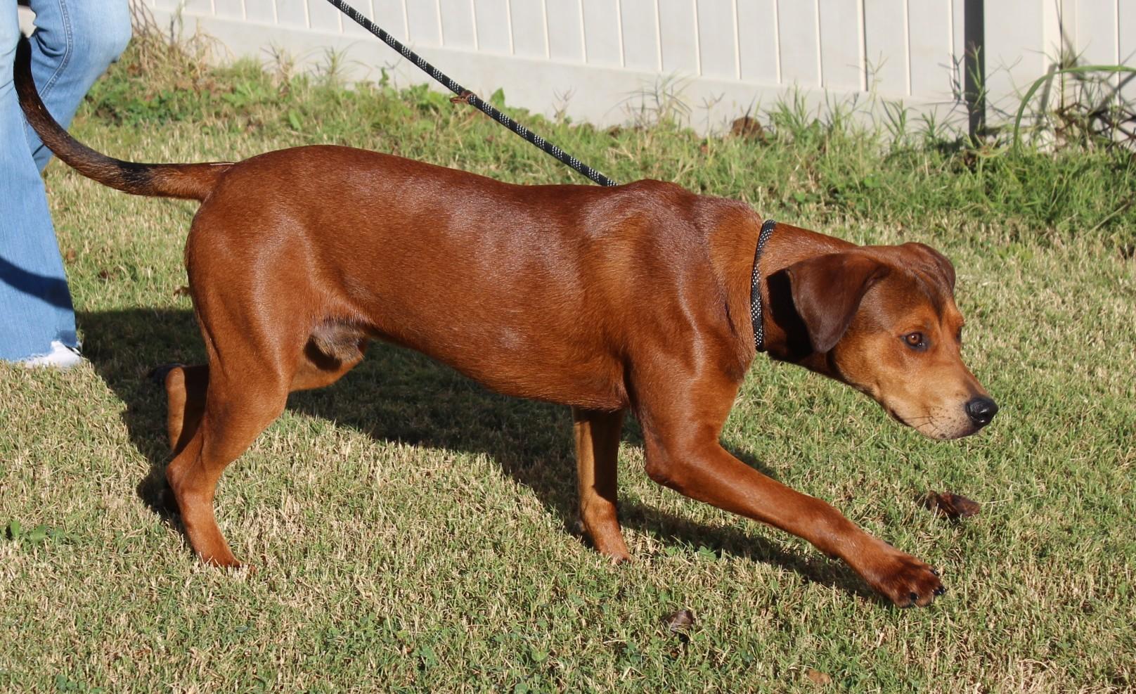 Enlarge WHISKEY, a Adoptable mixed breed in Claremore, OK image 2/4