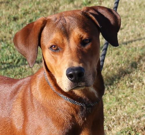 Enlarge WHISKEY, a Adoptable mixed breed in Claremore, OK image 3/4