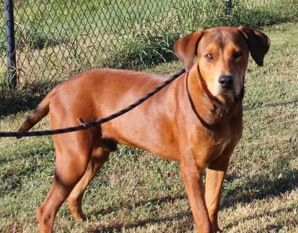 Enlarge WHISKEY, a Adoptable mixed breed in Claremore, OK image 4/4
