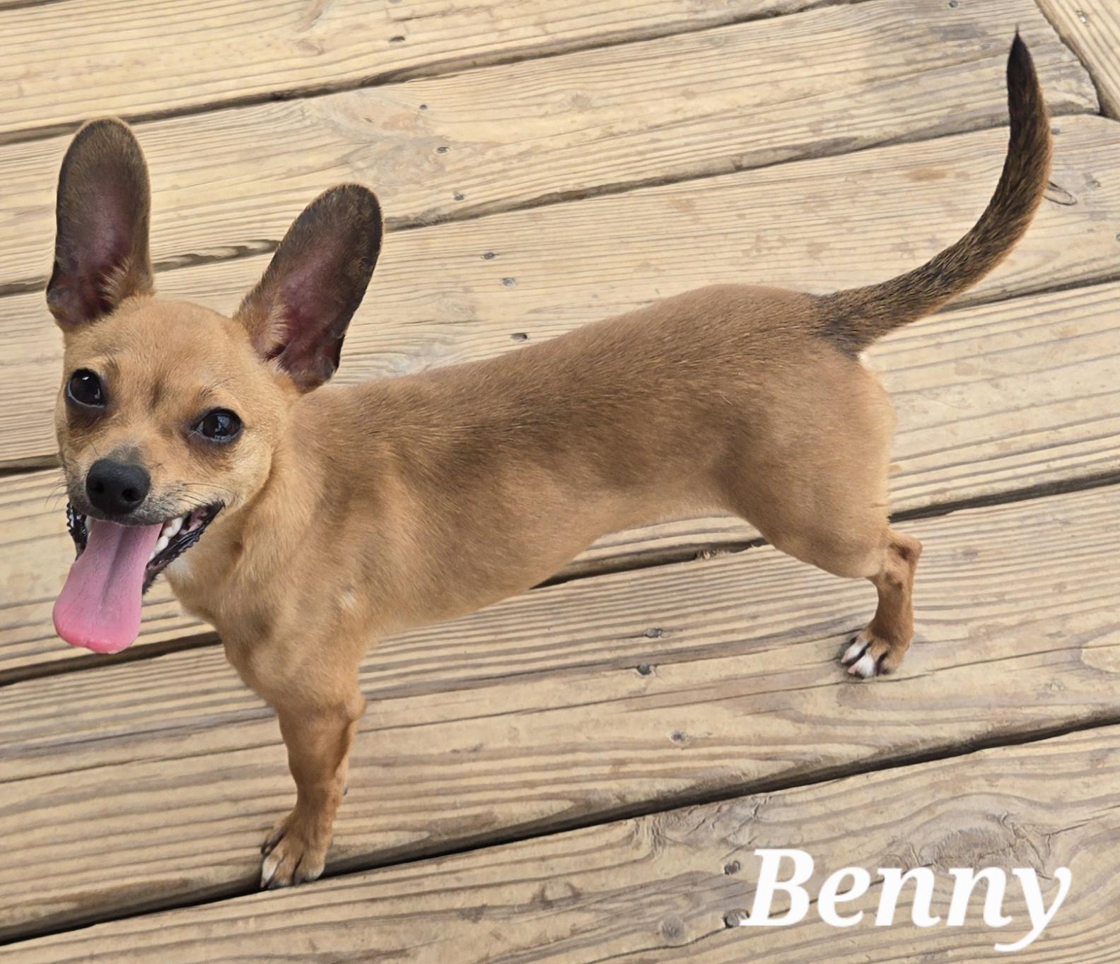 Benny, ADOPTABLE, Puppy Male Chiweenie.