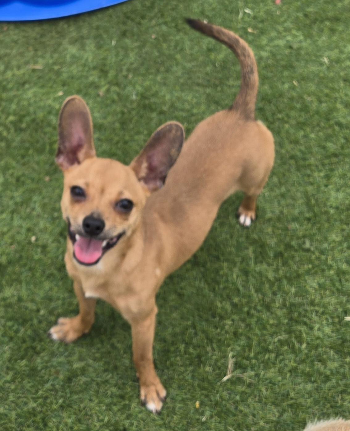 Enlarge Benny, a ADOPTABLE mixed breed in Austin, TX image 3/3