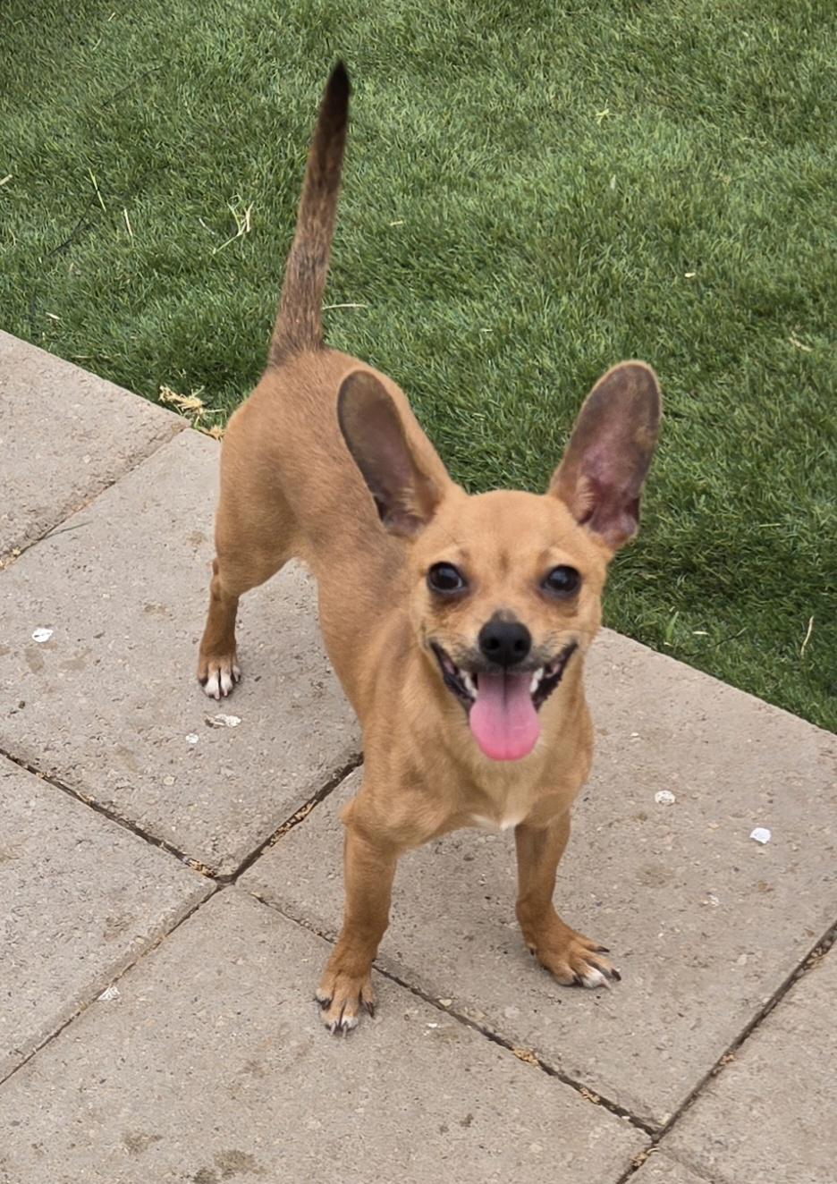 Enlarge Benny, a ADOPTABLE mixed breed in Austin, TX image 2/3