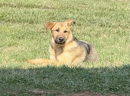 Enlarge Axel, a Adoptable mixed breed in Wilkesboro, NC image 1/3